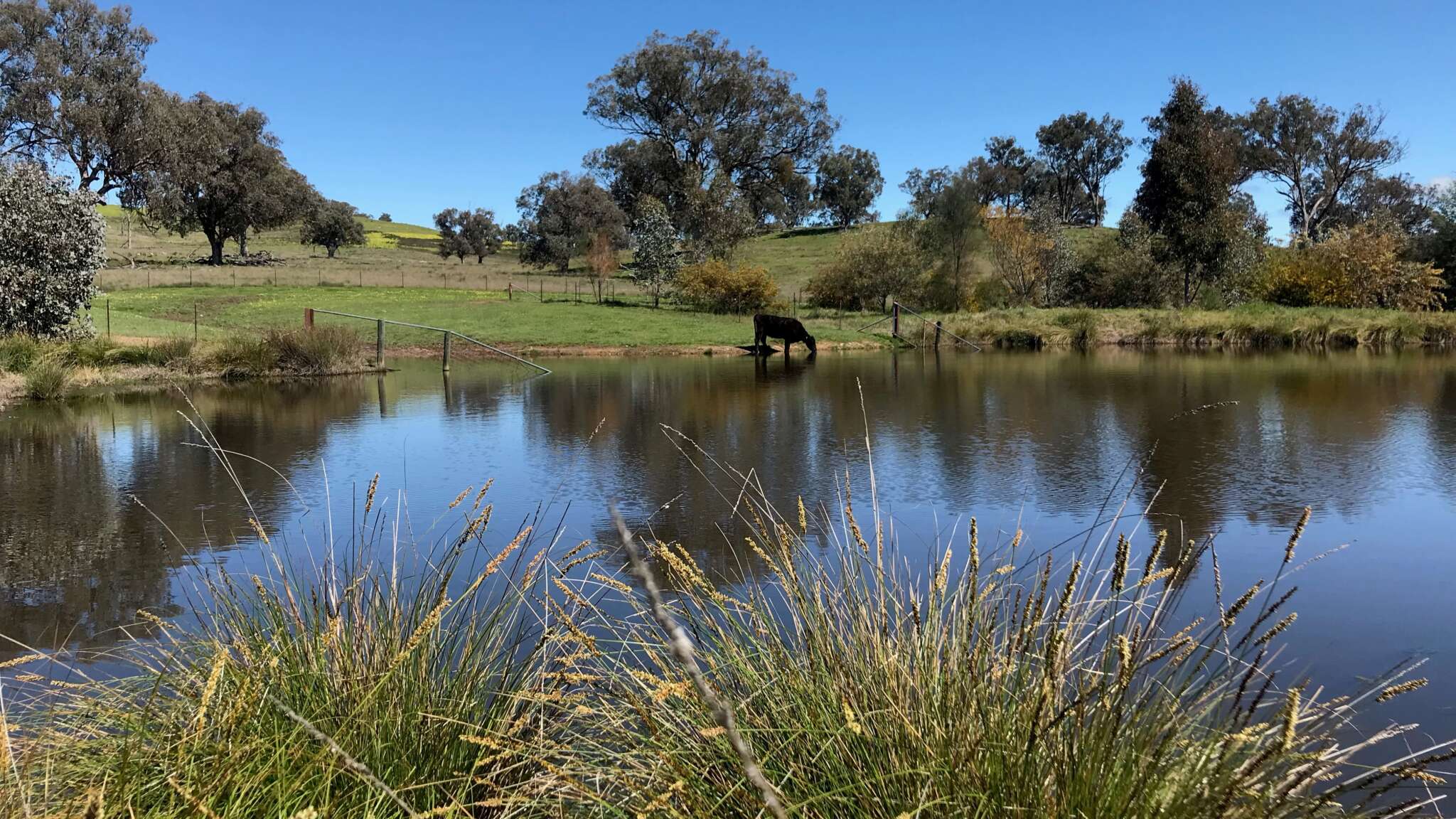 Enhance Farm Dams ANU Sustainable Farms