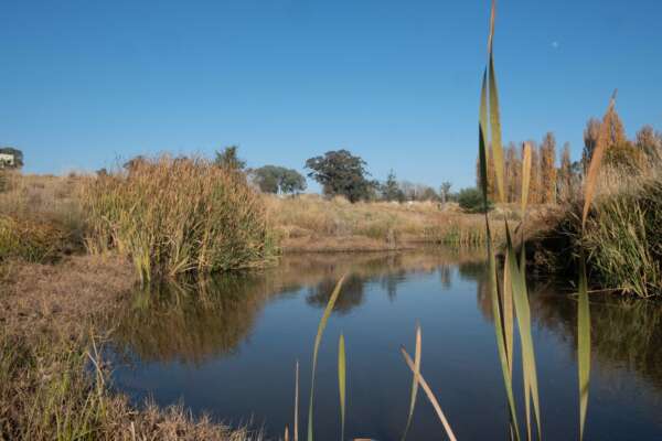 Riparian restoration – ANU Sustainable Farms