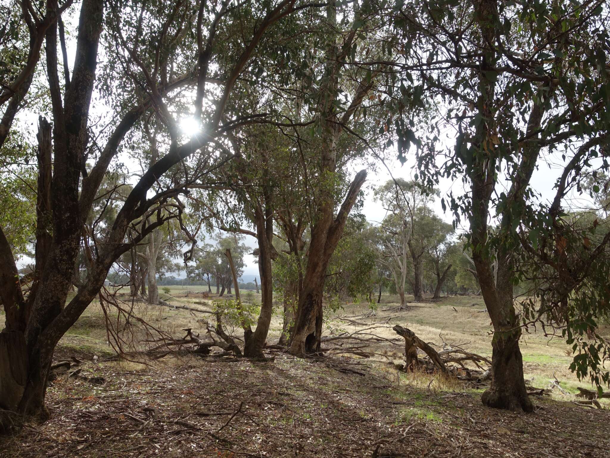 protect-remnant-vegetation-anu-sustainable-farms