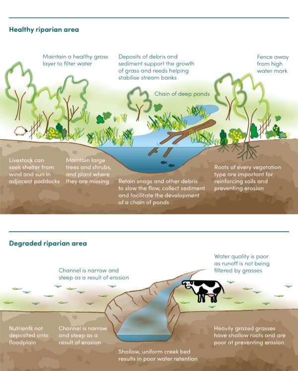 Riparian restoration – ANU Sustainable Farms